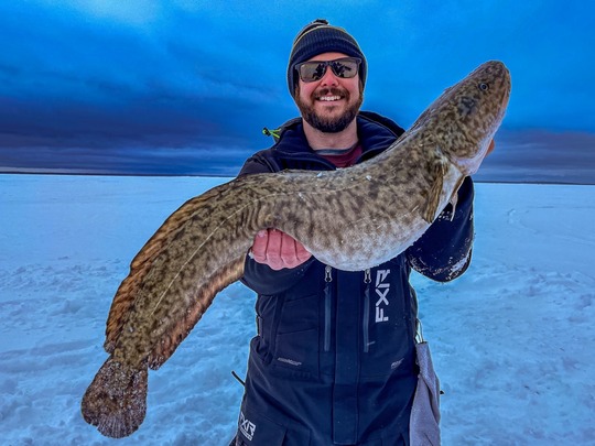 Burbot