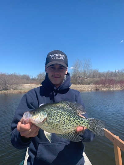 Black Crappie