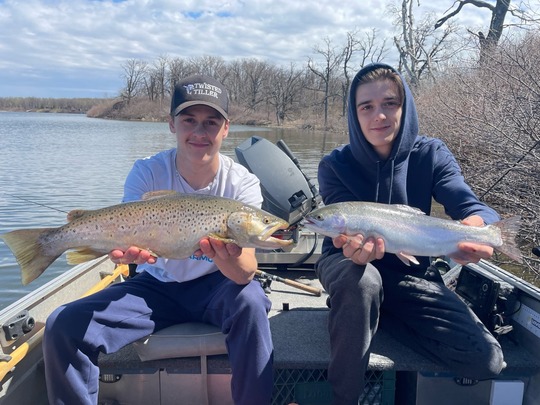 Brown Trout