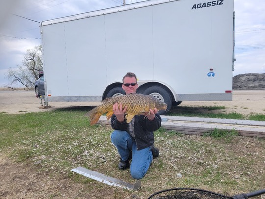 Common Carp