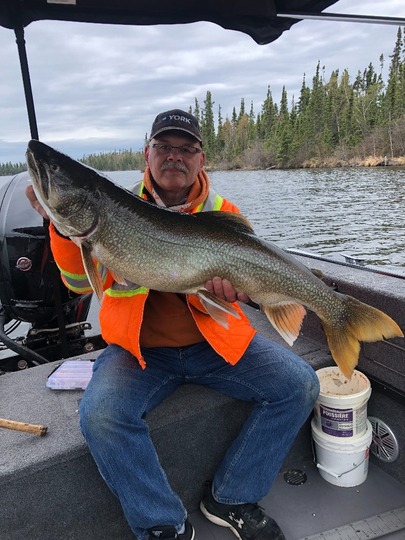 Lake Trout