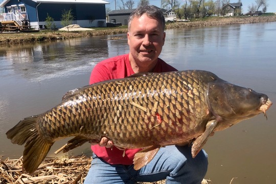 Common Carp