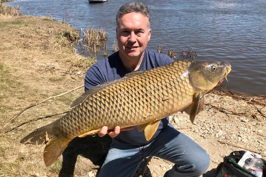 Common Carp