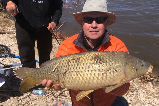 Common Carp
