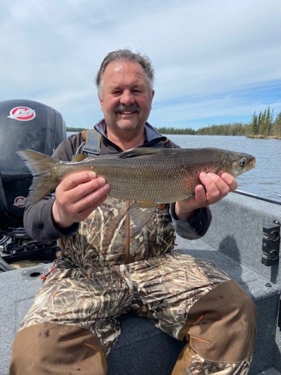 Lake Whitefish