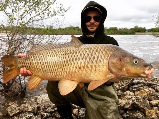 Common Carp