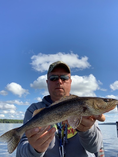 Sauger