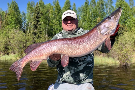 Northern Pike