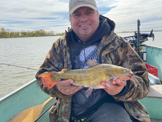 Bullhead