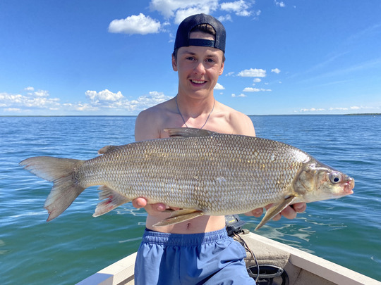 Lake Whitefish