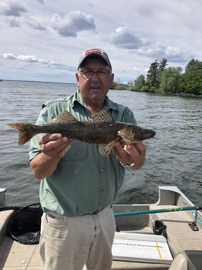 Sauger