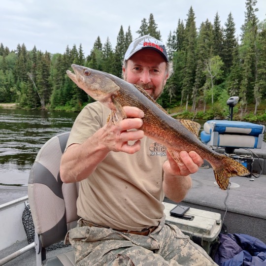 Sauger