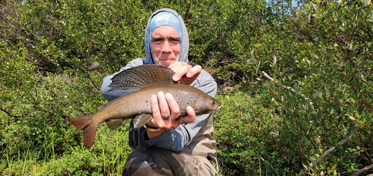 Arctic Grayling