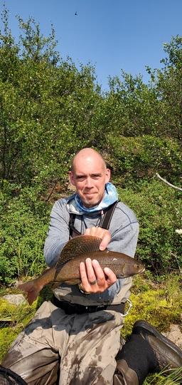 Arctic Grayling