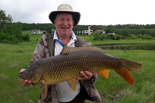 Common Carp