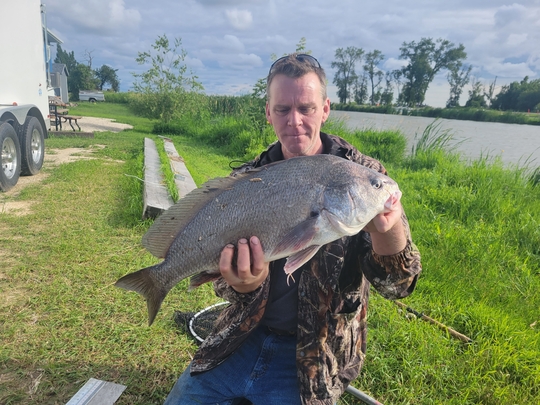 Freshwater Drum