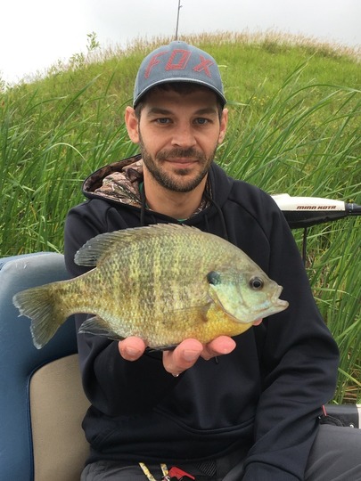 Sunfish