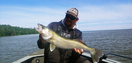 Walleye