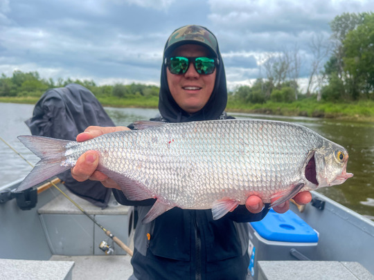 Goldeye