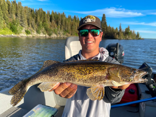Sauger
