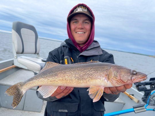 Sauger