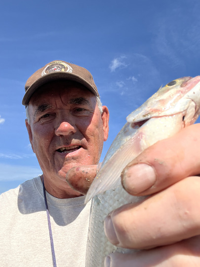 Goldeye