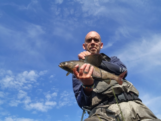 Arctic Grayling