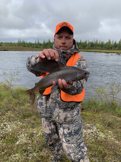 Arctic Grayling