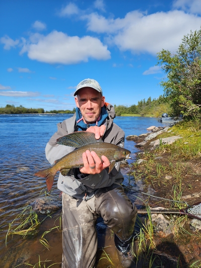 Arctic Grayling