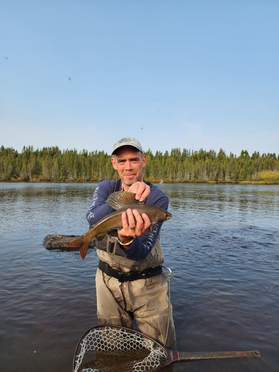 Arctic Grayling