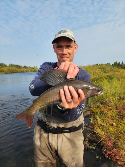 Arctic Grayling