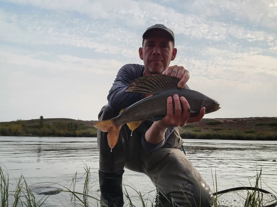 Arctic Grayling