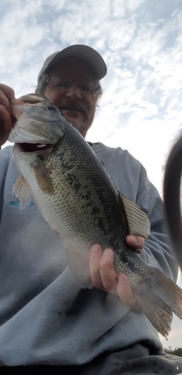 Largemouth Bass