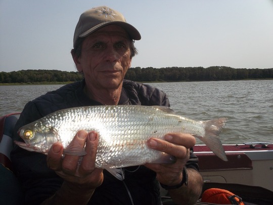 Goldeye