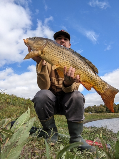 Common Carp