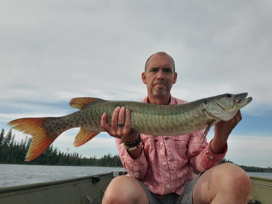 Muskellunge