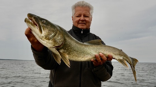 Lake Trout