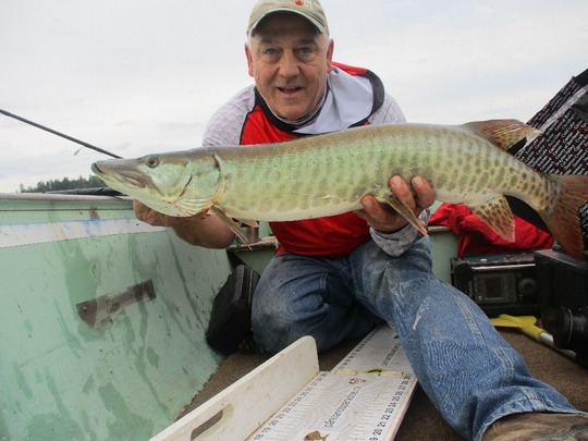 Muskellunge