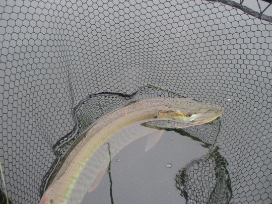 Muskellunge