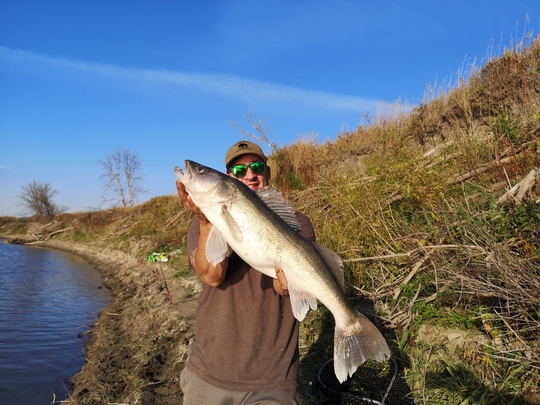 Walleye