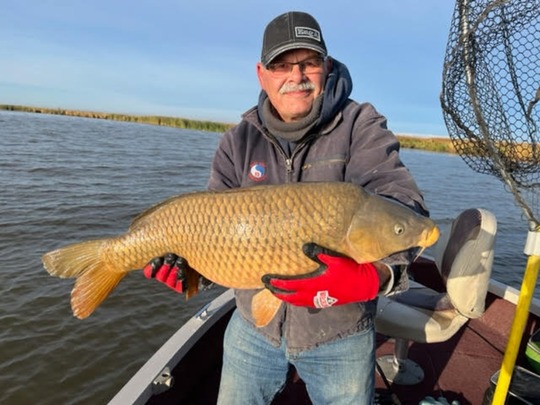 Common Carp