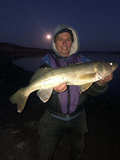 Walleye