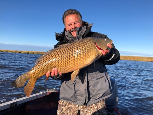Common Carp
