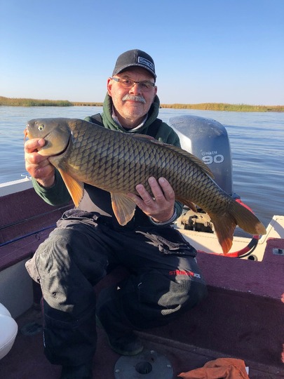 Common Carp