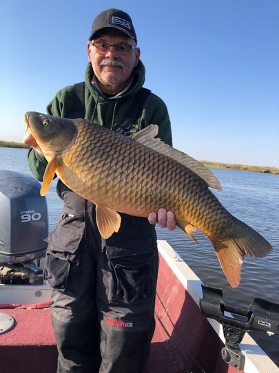 Common Carp