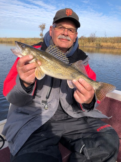 Sauger