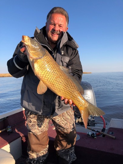 Common Carp