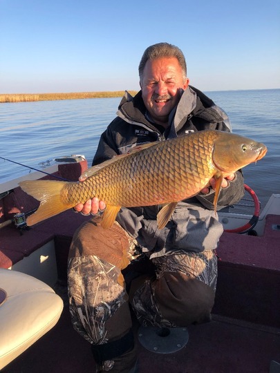 Common Carp