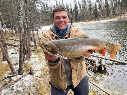 Brook Trout