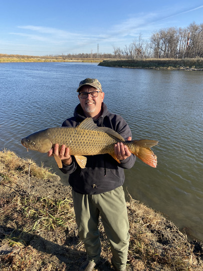 Common Carp